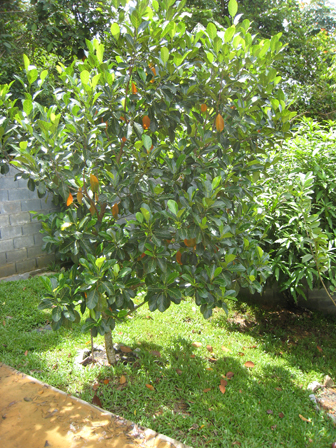 Jackfruit-11-Septembre-2009